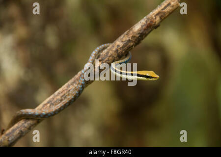 Dendrelaphis tristis est un long serpent mince avec une tête pointue et une ligne de couleur bronze sur le dos. Banque D'Images