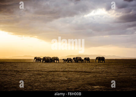 Troupeau d'éléphants dans un paysage de savane Banque D'Images
