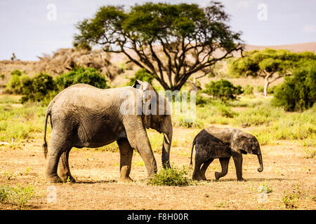 L'éléphant et à pied de veau dans le sable Banque D'Images