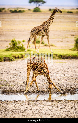 Au trou d'eau potable girafe Banque D'Images