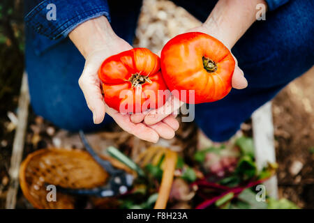 Caucasian woman holding tomatoes in garden Banque D'Images