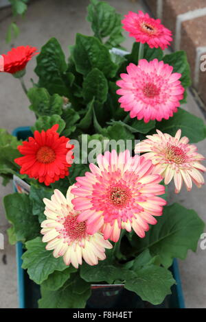 Gerbera jamesonii - Explosion de couleurs plantés dans un pot Banque D'Images