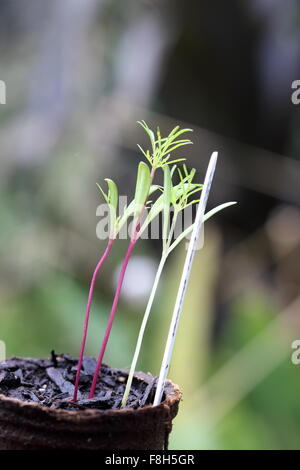 Gros plan de Cosmos graines germant en pot biodégradable, Banque D'Images