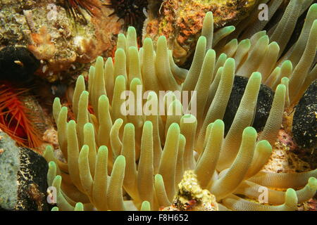 La créature sous-marine, les tentacules de l'anémone Condylactis gigantea, géant, la mer des Caraïbes, le Panama Banque D'Images