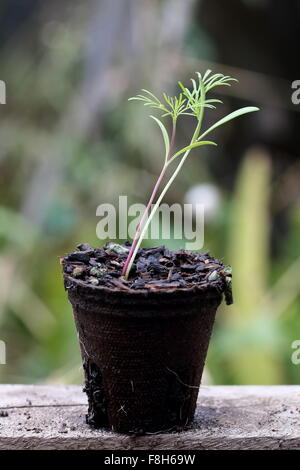 Gros plan de Cosmos graines germant en pot biodégradable, Banque D'Images