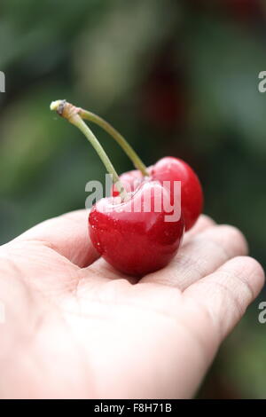 Close up of hand holding Lapins fruits cerise dans la main Banque D'Images