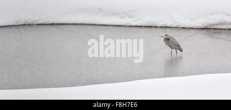 Un grand héron se trouve dans un étang gelé en partie comme la neige tombe dans le Grand Teton National Park, Wyoming. Banque D'Images