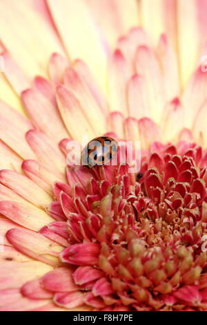 La Coccinelle orange ou un Gerbera jamesonii - Explosion de couleurs Banque D'Images