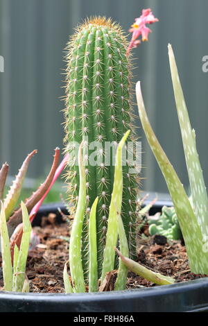 Cactus et de l'aloès plantés dans un pot Banque D'Images