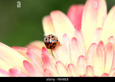 La Coccinelle orange ou un Gerbera jamesonii - Explosion de couleurs Banque D'Images