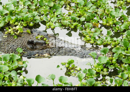 Portrait d'un Crocodile d'Estuaire Banque D'Images