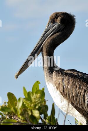 Le Pélican brun (Pelecanus occidentalis) portrait sur fond bleu ciel. Banque D'Images