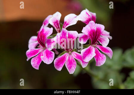 Une orchidée Vanda hybrides variété dans un jardin urbain à Goa. Banque D'Images