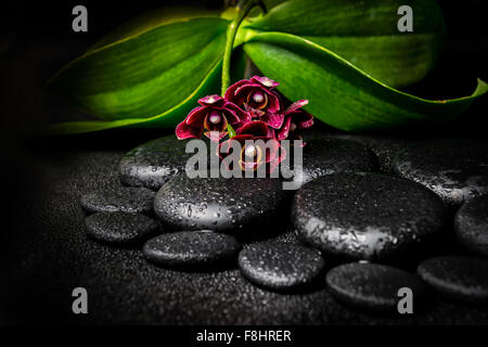 Spa still life of deep purple belle orchidée, fleur, phalaenopsis et pierres zen avec des gouttes sur fond noir, gros plan Banque D'Images