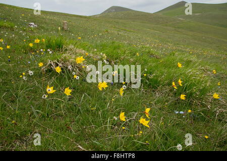 Wild tulip, Tulipa sylvestris ssp australis, dans les prairies subalpines, Monti Sibillini, Italie Parco Nazionale dei Monti Sibillini, Banque D'Images