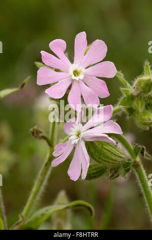 Campion, Rose hybride entre Red campion et blanc, campion Silene x hampeana. Banque D'Images