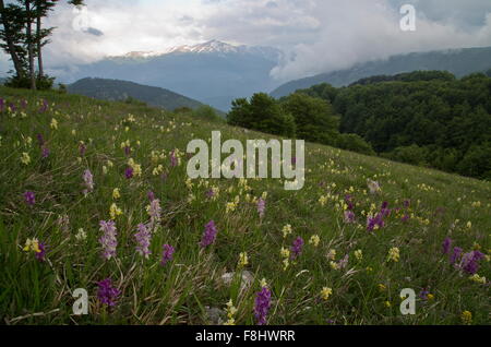 Masses d'orchidées sur flanc de montagne, peu de fleur, orchidées, Early Purple orchidées et hybrides, parc national Monti Sibillini Banque D'Images