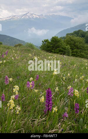 Masses d'orchidées sur flanc de montagne, à 1500m ; peu de fleur, orchidées, orchidées et Early Purple l'hybride entre eux, Monti Banque D'Images