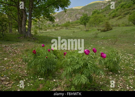 La pivoine Paeonia officinalis commune, en fleur dans le Parc National du Gran Sasso, Apennins, en Italie. Banque D'Images