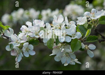 Pommetier de sauvages, Malus sylvestris, crabe-apple en fleur Banque D'Images