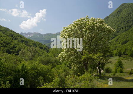 Manna Ash Tree en pleine floraison au printemps, dans le Val Fondillo, Parc National des Abruzzes, en Italie. Banque D'Images