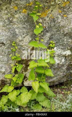 Scrofulariacées jaune, Scrophularia vernalis en fleur sur falaise de calcaire, les Abruzzes Banque D'Images