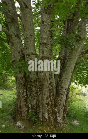 En hêtre taillis Ancien Parc National des Abruzzes, l'Apennin, Italie. Banque D'Images