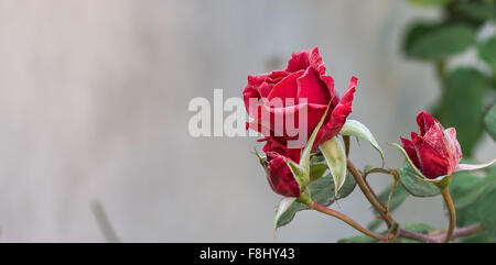 Rose rouge Banque D'Images