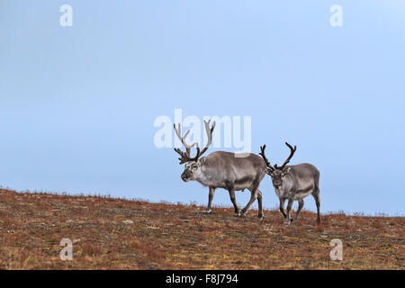 Deux Renne (Rangifer tarandus) marcher le long d'une colline, rim, Longyearbyen Svalbard, Spitzberg, Norvège Banque D'Images