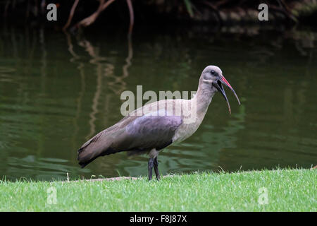 Un hadeda ibis au début de son ha-dee-dah dans Brummeria Pretoria Banque D'Images