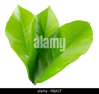 Feuilles de citron isolé sur le fond blanc. Banque D'Images