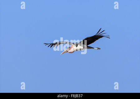 Marabout (Leptoptilos crumenifer) volant avec les ailes se répandent. Okavango Delta, Botswana, Afrique Banque D'Images