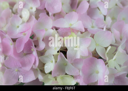 Close-up de couleur rose pâle et blanc fleurs d'hortensias. Banque D'Images