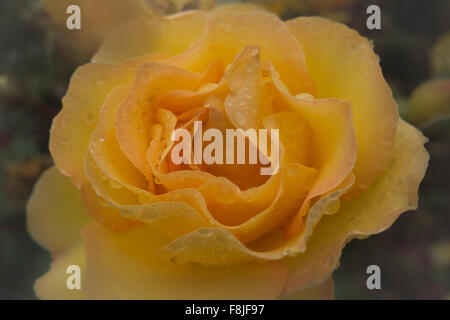 Close-up of Rose jaune couvert de gouttes de pluie. Banque D'Images