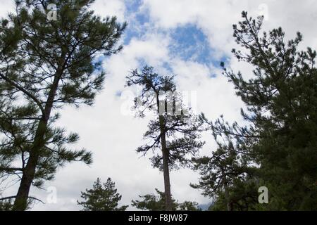 Low angle view of silhouetted trees against sky Banque D'Images