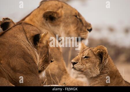 Lion cub alerte et lionnes, Masai Mara, Kenya Banque D'Images