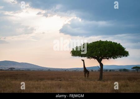 Pour atteindre la girafe de feuilles d'arbres au crépuscule, Masai Mara, Kenya Banque D'Images