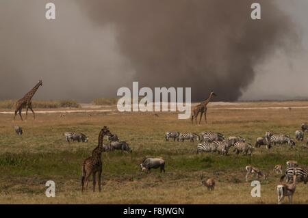 Les zèbres et les girafes en pâturage tempête de poussière sur un horizon, Masai Mara, Kenya Banque D'Images