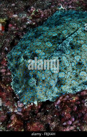 Peacock Flet allongé sur le fond marin, l'île Cocos, Costa Rica Banque D'Images