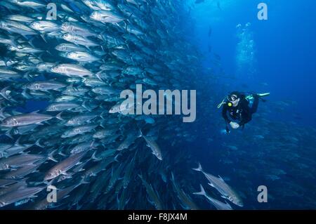 Plongée sous marine natation mur passé de valets, Cocos Island, Costa Rica Banque D'Images