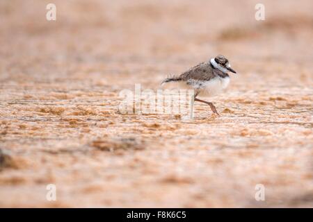 Les juvéniles Le Pluvier kildir (Charadrius vociferus) sur le calcium-à mammoth hot springs, Parc National de Yellowstone, Wyoming, USA Banque D'Images