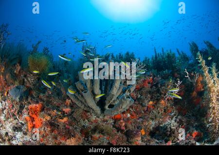 Sous-vue de nage du poisson de récif au nord de la péninsule du Yucatan, Cabo Catoche, Quintana Roo, Mexique Banque D'Images