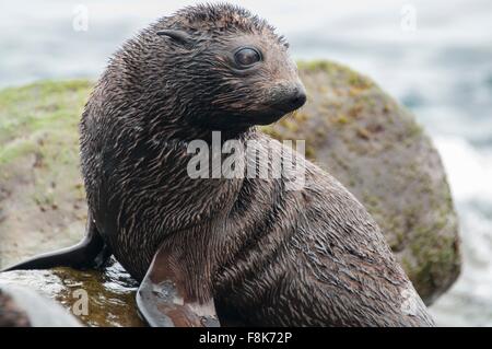 Guadalupe fur seal pup sur les rochers à la suite, l'île de Guadalupe, Baja California, Mexique Banque D'Images