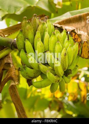Bouquet de bananes vertes mûrissantes sur un bananier en plantation à Kauai, Hawaï Banque D'Images