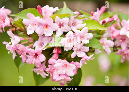 Weigélia fleurs roses macro, de plus en plus d'arbustes dans le jardin en Pologne, Europe, plante ornementale dans la famille Caprifoliaceae... Banque D'Images