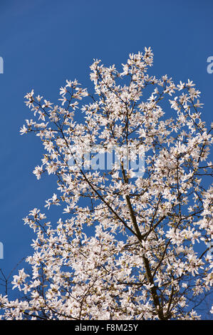 Magnolia sur le ciel bleu, la famille Magnoliaceae plante en fleurs, l'efflorescence croître en début du printemps en France, journée ensoleillée Banque D'Images