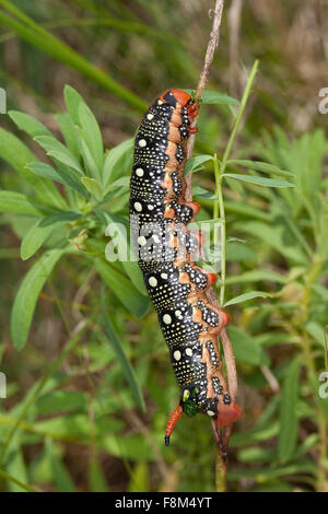 Spurge Hawk-moth, sphynx, Caterpillar, Wolfsmilch-Schwärmer, Wolfsmilchschwärmer, Raupe, Hyles euphorbiae, Celerio euphorbiae Banque D'Images