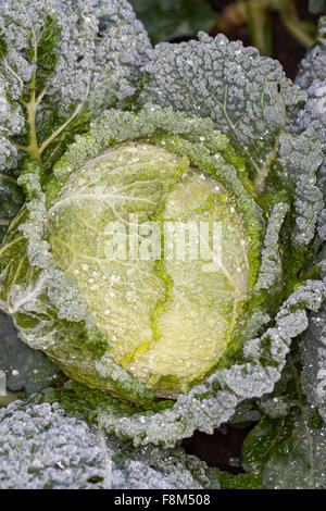 Chou de Milan, Wirsingkohl Wirsing-Kohl Wirsing,,, Kopfkohl, Brassica oleracea capitata var. sabauda, Brassica oleracea sabauda Banque D'Images