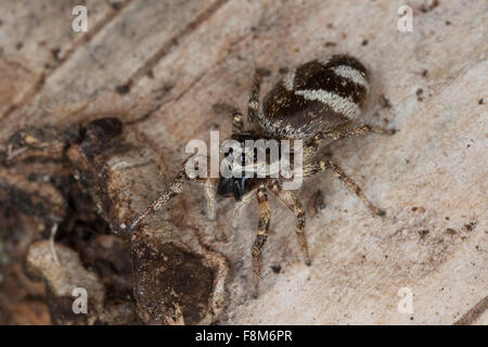 Cavalier de Zebra, Zebra-Springspinne Zebraspringspinne Zebraspinne,,, Harlekinspringspinne Harlekin-Springspinne, Salticus scenicus, Banque D'Images