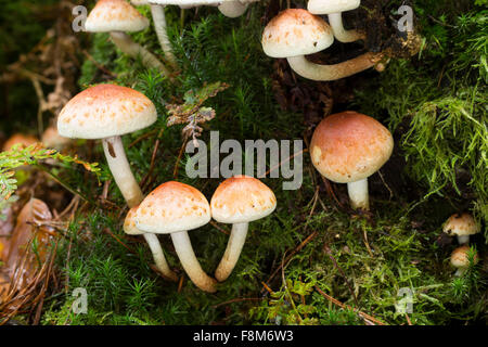 La brique, brique, Ziegelroter Schwefelkopf, touffe Hypholoma lateritium, HYPHOLOMA SUBLATERITIUM, Naematoloma sublateritium Banque D'Images